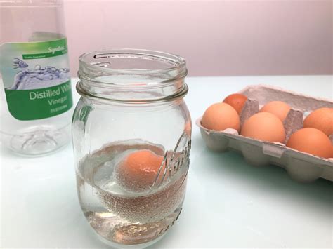 Egg in Vinegar Experiment .